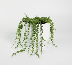 String of Pearls in Pure White Pot