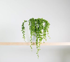 String of Pearls in Simple White Pot