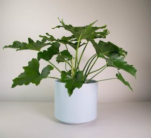 Philodendron Selloum in Grey Fredrik Pot