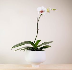 White Moth Orchid in Warm White Pedestal Pot