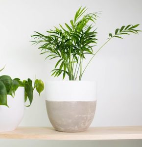 Parlour Palm in White Dipped Concrete Pot