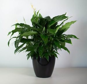 XL Peace Lily in Simple Black Pot