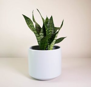 Products: Snake Plant in Grey Fredrik Pot