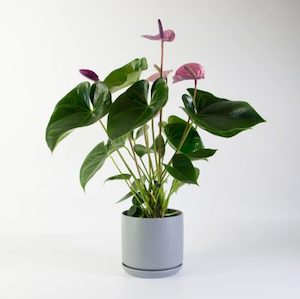 Anthurium in Grey Oslo Planter