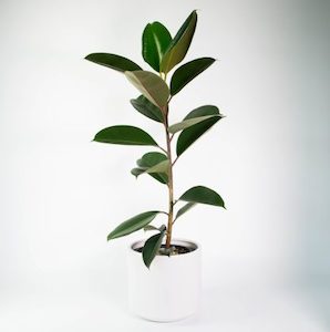 Rubber Tree in White Fredrik Pot