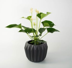 White Anthurium in Fluted Pot