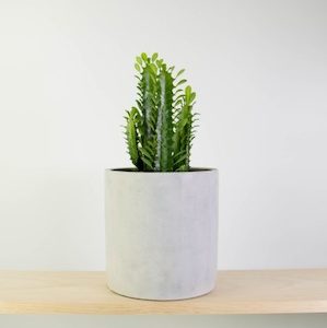 Cathedral Cactus in Concrete