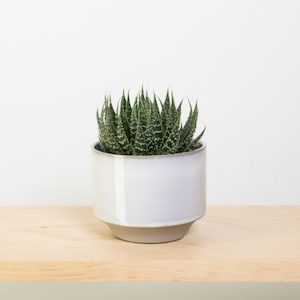 Aloe in Grey Glazed Pot