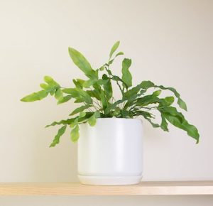 Products: Blue Star Fern in Oslo Pot