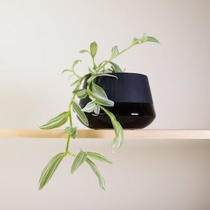 Tradescantia in Black Bevel Pot