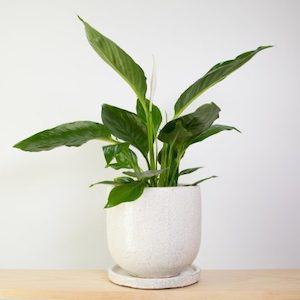 Peace Lily in Crackle Pot