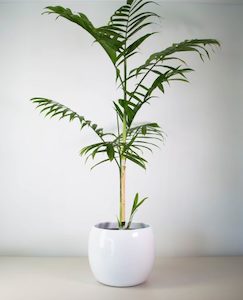 Butterfly Palm in Marino Pot