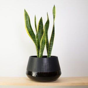 Snake in Black Bevel Pot