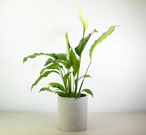 No Ordinary Peace Lily in Concrete