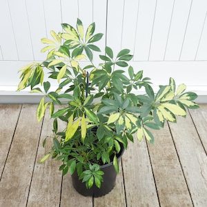 Variegated Arboricola