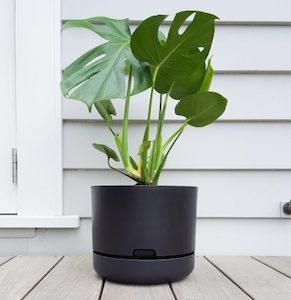 Products: Monstera in Mr Kitly