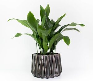 Cast Iron Plant in Grey Geometric Planter