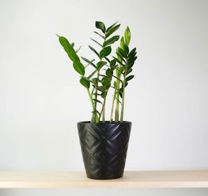 ZZ in Embossed Black Pot