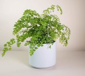 Maidenhair Fern in Grey Fredrik Pot