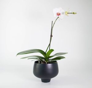 White Moth Orchid in Black Pedestal Planter