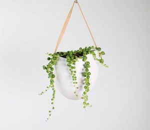 String of Pearls in Wall Hung Planter