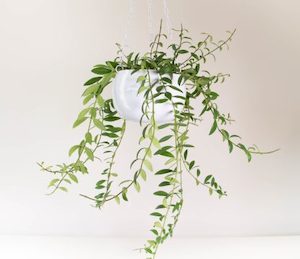 Lipstick Plant in White Hanging Planter