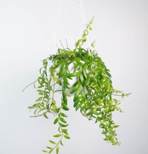 Columnea Arguta in White Hanging Planter