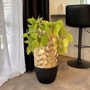 Philodendron Lemon & Lime in Venus Planter