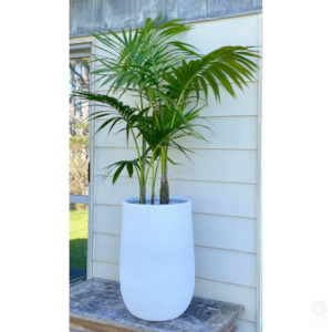 Kentia Palm in Andromeda