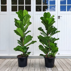 Fiddle Leaf Fig