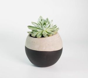 Echeveria in Black Dipped Concrete Pot