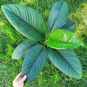 Peace Lily Sensation