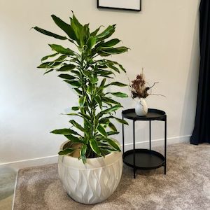 Dracaena in Sombrero Planter