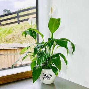 Peace Lily ‘Queenie’ in Be Happy Pot