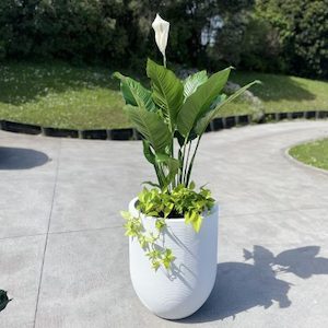 Peace Lily in Ribbed Planter