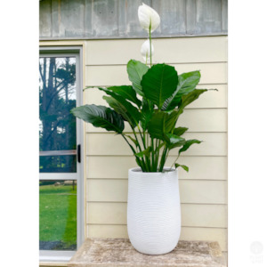 XL Peace Lily in Andromeda