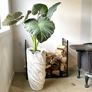 Alocasia Regal Shields in Jupiter