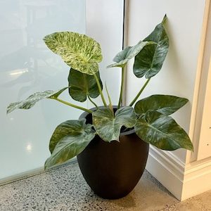 Blizzard Philodendron Giganteum