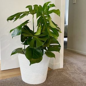 Monstera in Haumea Planter