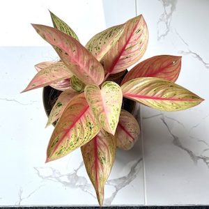 Aglaonema ‘Wishes’ Pink Houseplant