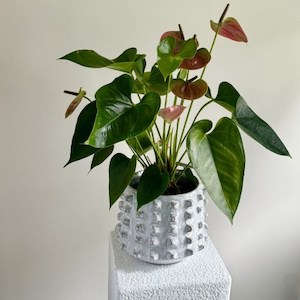 Anthurium Pink