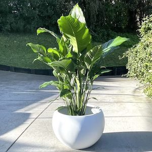 Giant Peace Lily