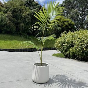 Palm Tree