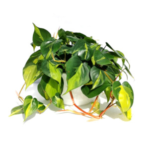 Philodendron Brasil