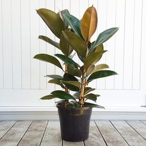 Rubber Tree ‘Classic’