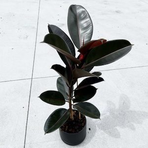 Rubber Tree Black knight