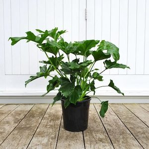 Philodendron Selloum Hope