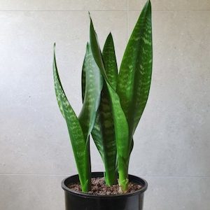 Snake Plant