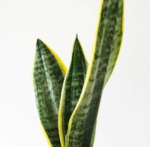 Classic Snake Plant