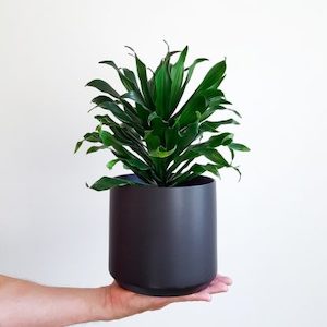 Dracaena JCC in Black